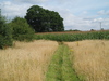 Heading east towards Bisterne church.