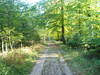 The path leading eastwards through Clarendon Forest.