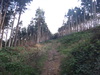 The path heading up through Arncliffe Wood.