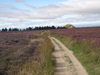 Lookinbg west across Newton Moor.