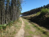 Following the trail east through Guisborough Woods.