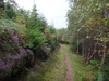 Following the track northeast through the forest from Alltsigh.