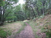 Following the track northeast through the forest towards Grotaig.