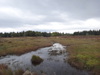 Moorland beside the road.