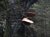 Fungi on a tree.