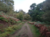 The path leading down through Clunabeg Wood.