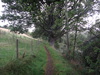 The path heading northeast towards the forest.