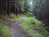 Heading uphill through the forest.