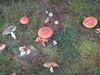 Mushrooms beside the path.