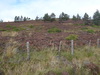 Sparse woodland beside the path.