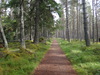 The path heading northeast through the forest.