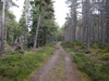 The path heading northeast through the forest.