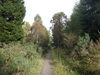 The path heading northeast through the forest.