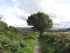 Following the path east from Great Glen House.