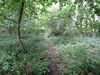 Heading through trees in Southorpe Bottom.