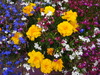 Flowers outside a house.