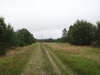 Heading east through the woodland towards Santon Downham.