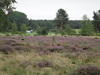 Heather in flower.