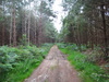 The track heading east towards Langmere.