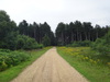 Heading east across Roudham Heath towards the Peddar's Way.