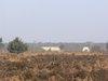 The view across to bunkers at RAF Woodbridge.