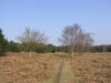 Heading north through Rendlesham Forest.