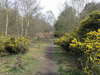 Following the Sandlings Way through Tunstall Forest.