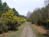 Following the Sandlings Way through Tunstall Forest.