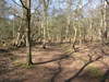 The path approaching Dunwich Heath.