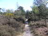 The path eastwards across Dunwich Heath.