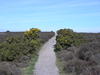 Heading northwest across Dunwich Heath.