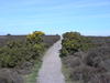 Heading northwest across Dunwich Heath.