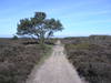 Heading northwest across Dunwich Heath.