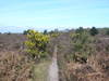 Heading northwest across Dunwich Heath.