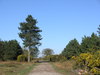 The path through Dunwich Forest.