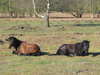 Horses beside the path.