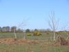 The vewi from the track leading towards Westwood Lodge.