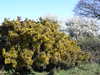 Flowering Gorse.