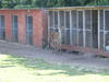 A deer beside some kennels.