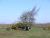 Crossing Walberswick Common.