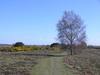 Crossing Walberswick Common.