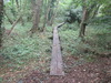 Boardwalks near Awbridge House Farm.