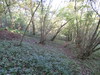 The path through Doles Copse on Wallop Hill Down.