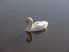 A swan at Eling.