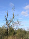 A tree near the farm at Moorcourt.