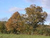Trees near Squabb Wood.