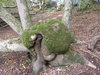 A tree stump in Squabb Wood.