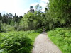 The path leading down through the Balmaha Plantation.