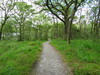 The path through the woodland.