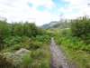 The path heading north towards Rowardennan.